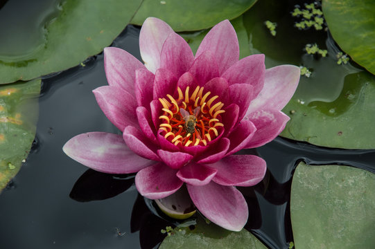 Kew Garden