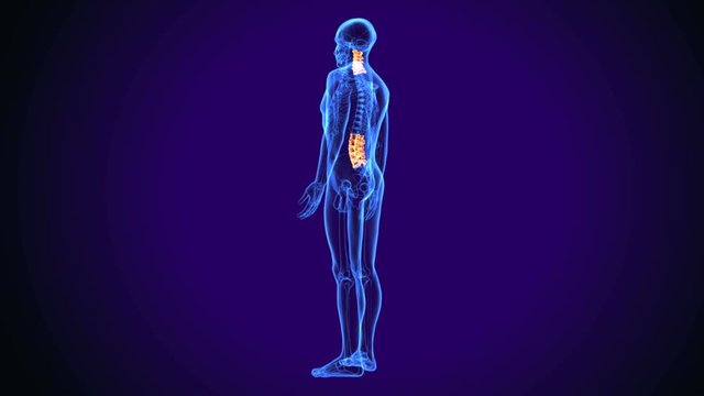 3d illustration of male cervical spine bne system anatomy