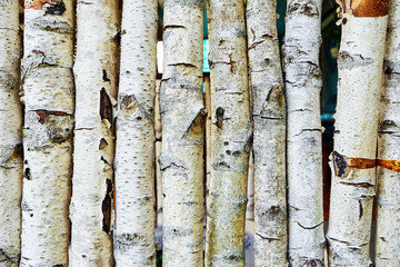 texture of birch logs