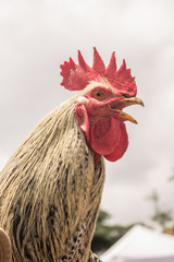 rooster isolated on white background