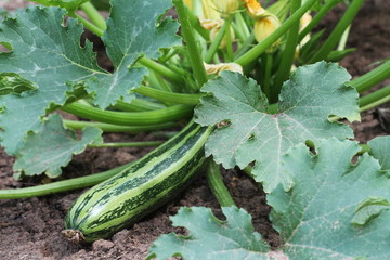 Zucchini plant in vegetable garden growing