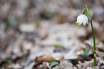Campanellino