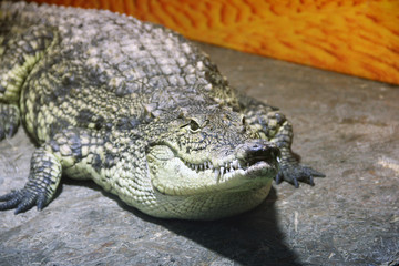 Crocodile close-up. Aligator