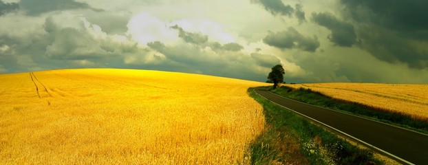 Solitary tree behind asphalt road and  agriculture field with dramatic cloudy sky