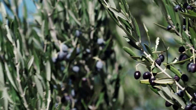 Green olives hang on branches tree.  Young olive plant growth. Season nature 4K