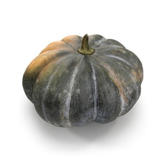 Green Pumpkin On White Background. 3D Illustration, isolated