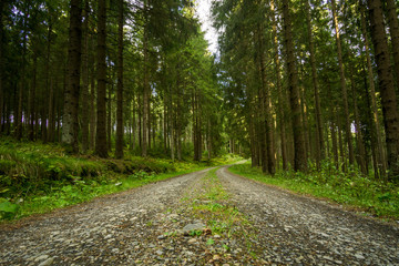 Ein kleiner Blick durch den Wald