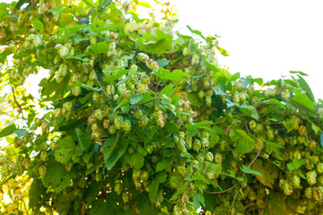 Wild hops. Isolated composition on white background