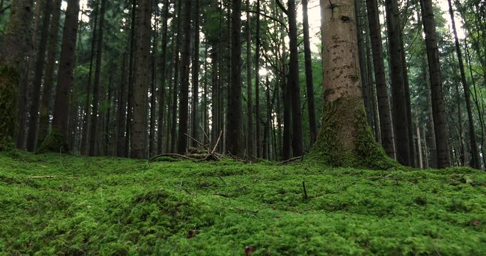 Magic mossy forest landscape in slow motion.