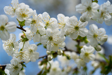 Flowers of wild plum blossomed in the spring.