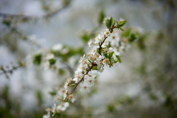 Flowers of wild plum blossomed in the spring.