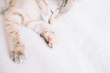 Kitten sleeping on sofa.