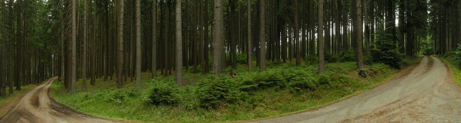 Bend on forest asphalt road in spruce tree forest