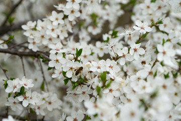 The bee collects honey on the flowers of the wild plum on a warm spring day.
