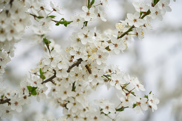 The bee collects honey on the flowers of the wild plum on a warm spring day.