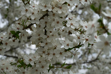 The bee collects honey on the flowers of the wild plum on a warm spring day.