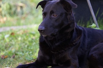 black dog in the garden
