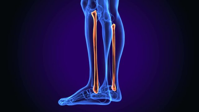 Fibula Bone Anatomy | Bone and Spine anatomy 3d illustration

