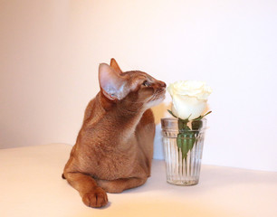 minimalism. utensils on a white background. flower in a glass. flower in a faceted glass on a white background. a postcard in the style of minimalism. advertising minimalism. logo for dishes, flowers.