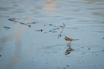 White Wagtail (Motacilla alba) walking through the frozen pond