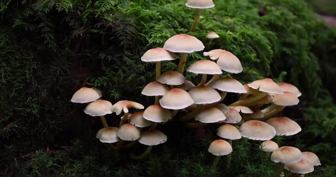 Beautiful yellow white mushrooms on the mossy forest ground. 