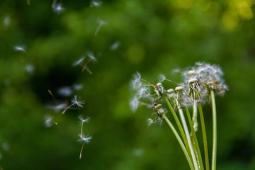 Naklejka premium dandelion in grass