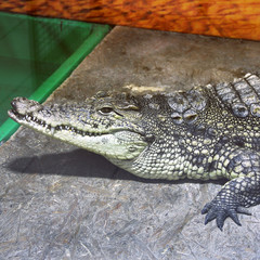  Crocodile close-up. Aligator