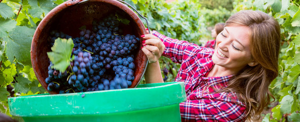 Zwei Junge Frauen bei der Weinlese in Deutschland (Trollinger)