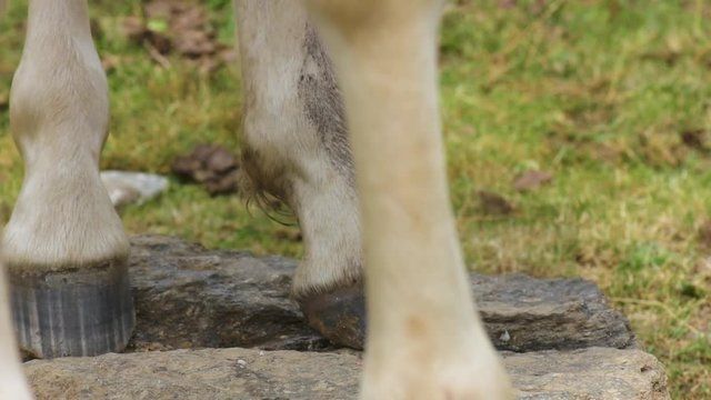 hooves of a horse,  close up18