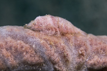 Cryptic Sponge Shrimp, Broken-back Shrimp (Gelastocaris paronae)