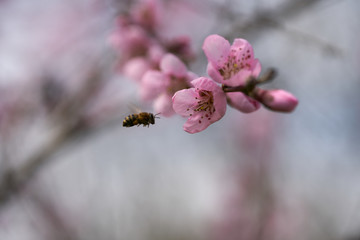 The hard-working bee collects honey on pink peach blossoms on a warm spring day.