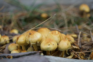 Mushrooms in the forest at Formby in England in autumn time