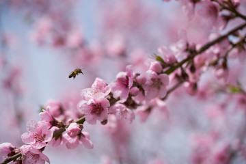 The hard-working bee collects honey on pink peach blossoms on a warm spring day.