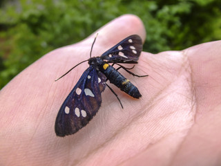 Beautiful butterfly Amata Phegea sits on a hand. Close-up. Open air. Nature concept for design.