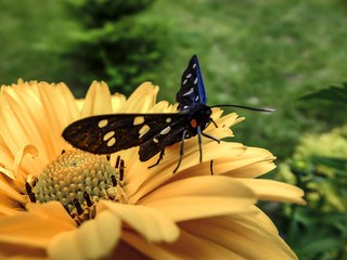 Beautiful butterfly Amata Phegea sits on a on a yellow flower. Close-up. Open air. Nature concept for design.