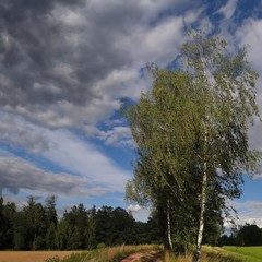 Obraz premium Solitary birch treee beside the ground road at summer daylight