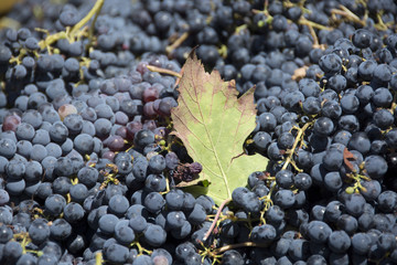 Vendemmia, Settembre, Italia