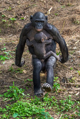 Bonobo Cub on the mother's back . Green natural background in natural habitat. The Bonobo ( Pan paniscus), called the pygmy chimpanzee. Democratic Republic of Congo. Africa