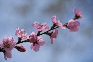 Pink flowers of the peach blossomed on a warm spring day.