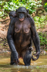 Bonobo Cub on the mother's back in the water. Natural habitat. The Bonobo, Scientific name: Pan paniscus, sometimes called the pygmy chimpanzee. Democratic Republic of Congo. Africa