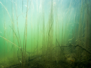 Fototapeta na wymiar Bur-reed water plant leaves in fuzzy water