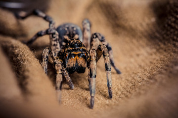 Wolf spider on tissue, паук волк на ткани