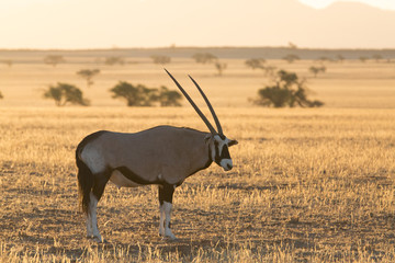 antelope in the savanna in africa