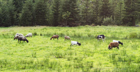 Obraz premium Goats and lambs grazing on the juicy grass of the forest