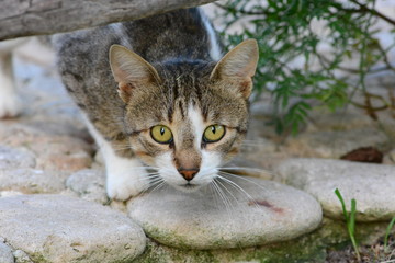 Brown cat in full readiness