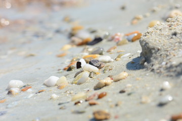 Beautiful sea shell on a beach