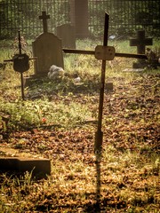 krzyż na zapomnianym starym cmentarzu - obrazy, fototapety, plakaty