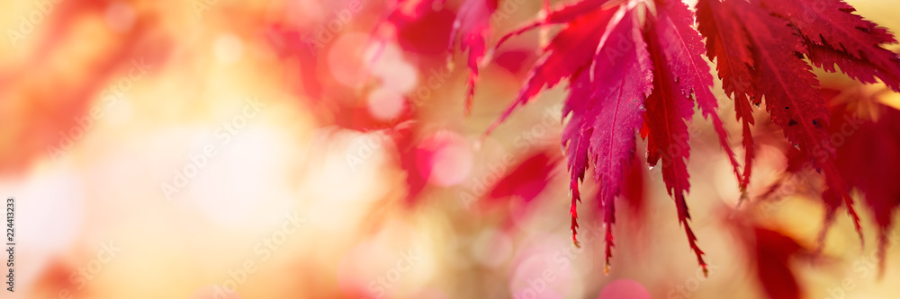 Poster Japanese maple tree in autumn