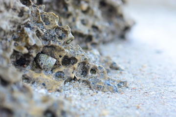 Big gray rocks at a beach close-up