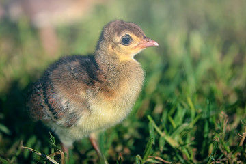 Cute baby peacock in a green grass